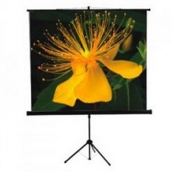 Clevo Tripod Screen Seamless 84 Inch x 84 Inch [213cmx213cm]